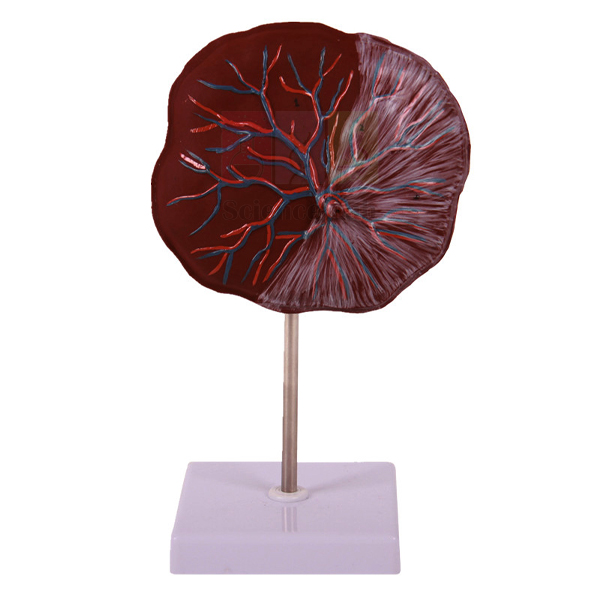 Human Placenta Model